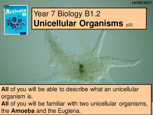 A Year 7 Multimedia version of the  B1 1.5 Unicellular Organisms lesson from Activate book 1.