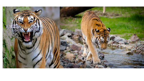 Creative and Descriptive Writing Display