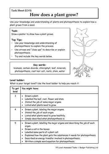 Photosynthesis Lesson