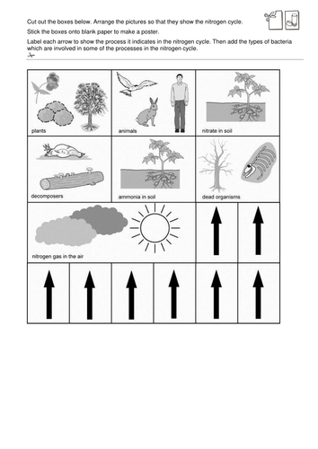 Nitrogen in Plants Lesson