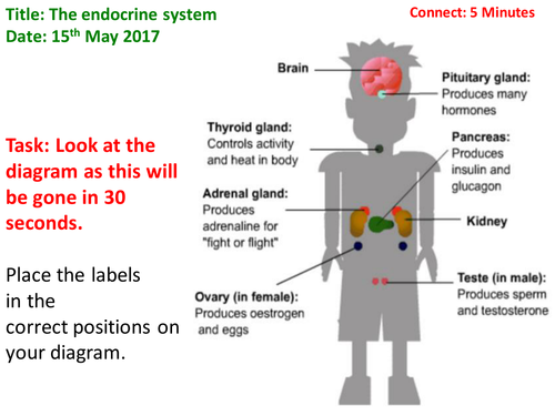 The Endocrine System Teaching Resources