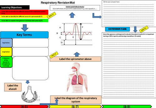 Respiratory System Learning Mat