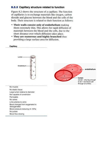 Blood Vessels Structure and Function GCSE/As