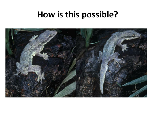 Edexcel 9-1 Stem cells