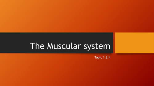 muscularskeletal system