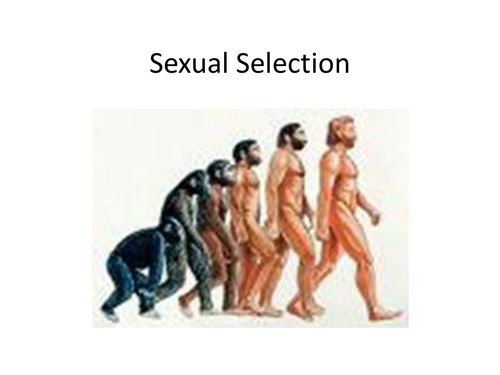 Paper 3 - Relationships lesson on Evolutionary Explanations for partner preference AQA A