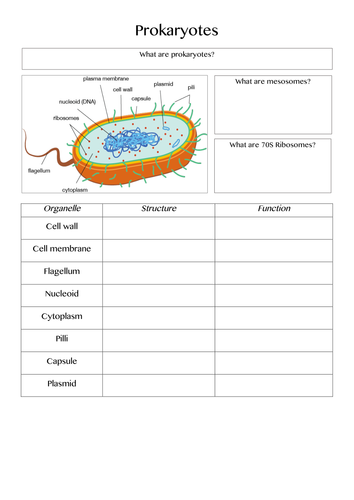 Biology Edexcel Alevel (SNAB), Topic 3 - The voice of the genome - summary page templates