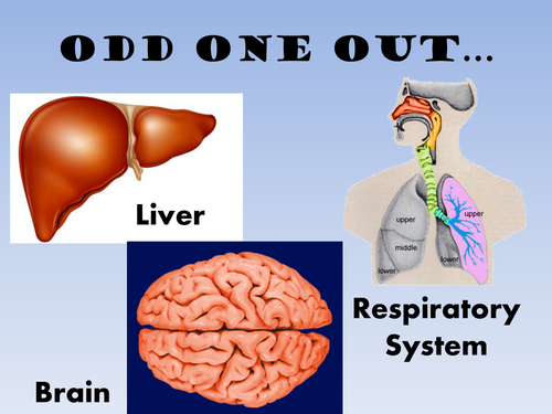 KS3 lesson on organ systems