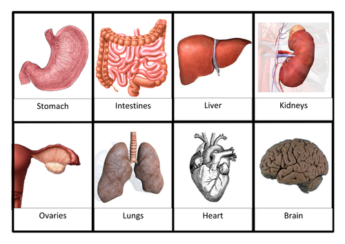 KS3 lesson on organ systems