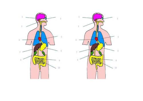 Lesson on organs KS3