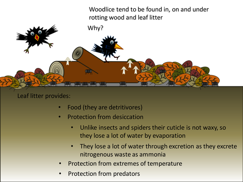 Studying Woodlouse Behaviour