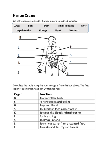 Human organs worksheet SEN