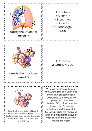 Revision cards for AQA AS/A Level Biology **Update July 2023
