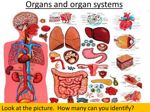 Tissues and organs