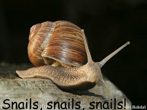 Snails Powerpoint