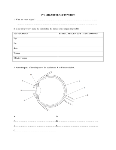 Eye Structure and Function | Teaching Resources