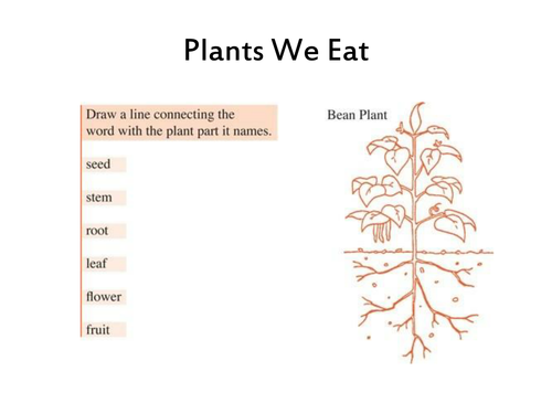 Year 1 Plants We Eat