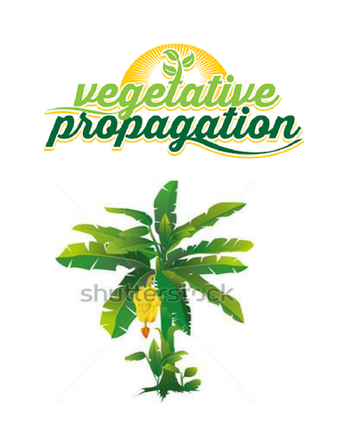 Vegetative propagation in plants