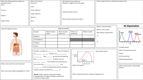 AQA B2 Organisation summary broad sheet