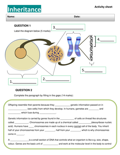 DNA, Chromosomes and inheritance worksheet