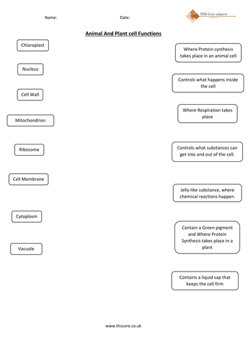 Components of cells Match Up (Bi.04.03.)