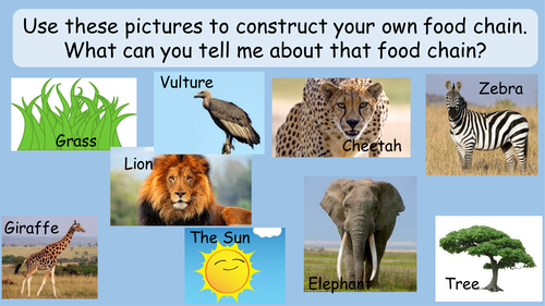 Food Webs