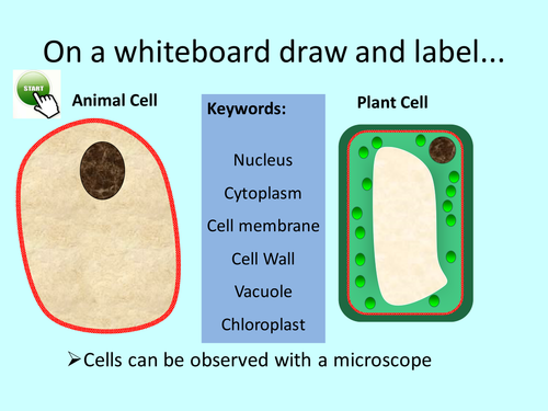 Lesson 1 Eukaryotic cells AQA Trilogy GCSE (9-1) 4.1 Cell Biology