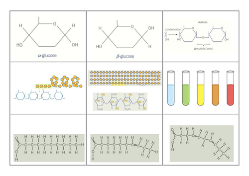 A2 snap biology coursework 07 image