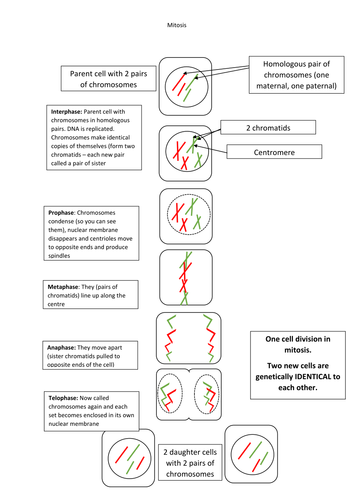 Mitosis and Meiosis diagrams - cell division comparison GCSE extension