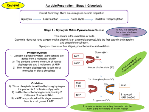 Aerobic Respiration Glycolysis Revision Card Activity New OCR A Level
