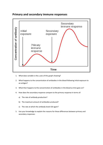 Primary and secondary immune response