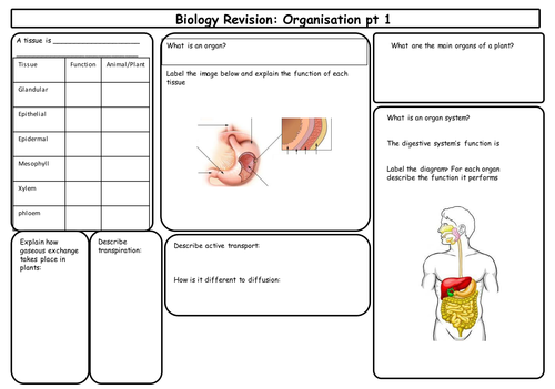 New AQA GCSE Organisation and Enzymes Revision