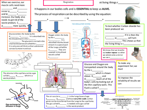Respiration Mind Map