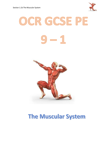 OCR GCSE PE 9 - 1 (New Spec) 1.1.b. The Muscular System