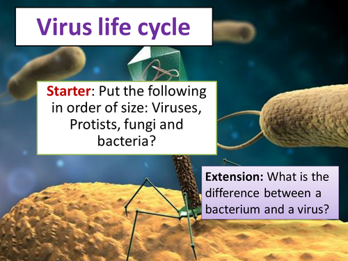 Virus Lifecycle