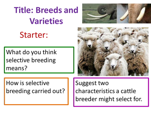 Breeds and Varieties