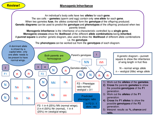 Monogenic Inheritance Revision Card Activity New OCR A Level