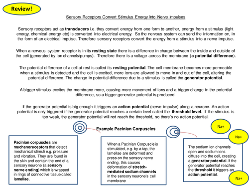 Receptors, Neurones, Action Potential Revision Card Activity New OCR A Level