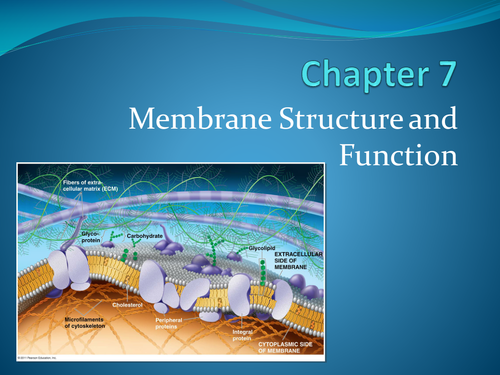 Biology A Level - Cell Membrane