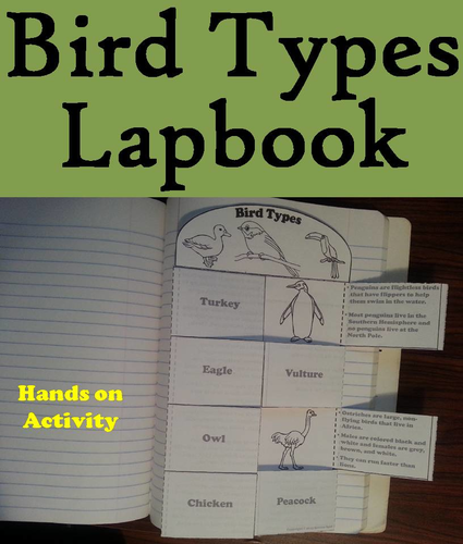 Types of Birds Lapbook