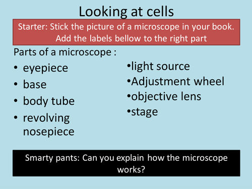 Looking at cells