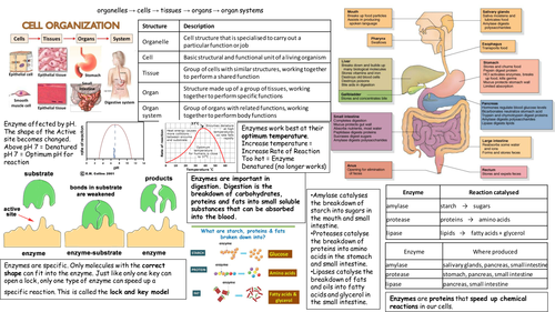 NEW AQA Biology 4.2 Revision Sheet