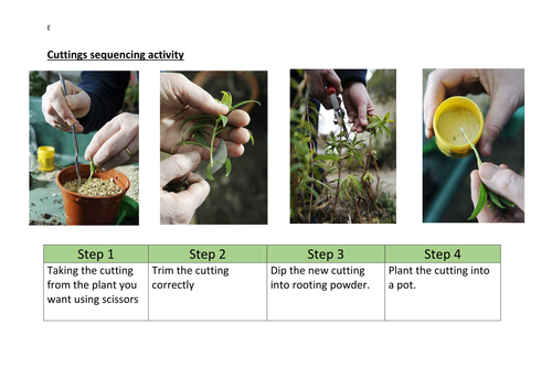 Plant cloning - cuttings differentiated