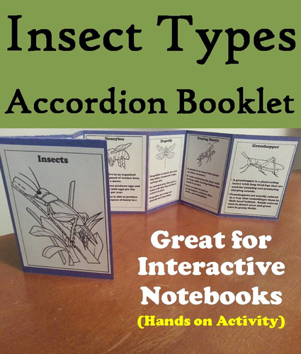 Types of Insects Accordion Booklet