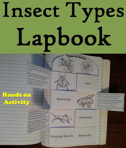 Types of Insects Lapbook