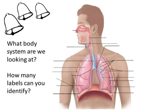 OCR GCSE PE Respiratory system unit of work