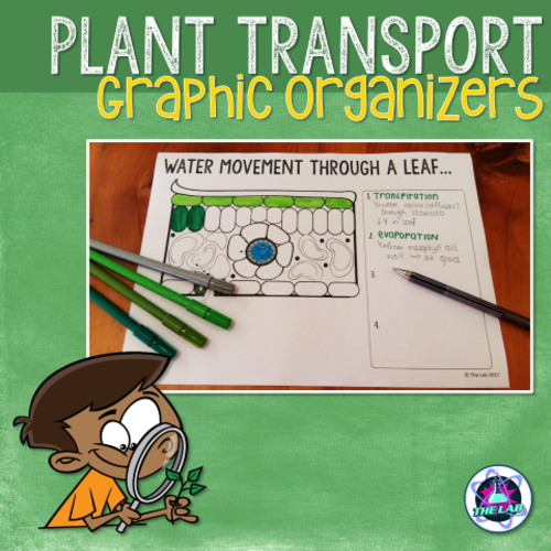 Transport in Plants Graphic Organisers