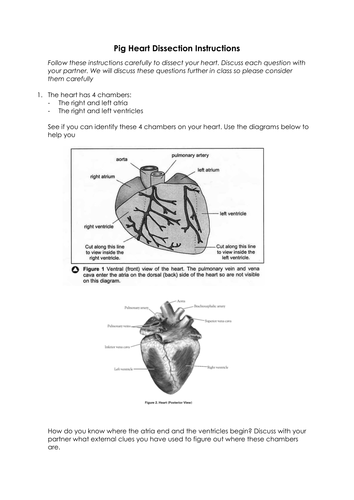 Pig Heart Dissection Instructions Included Worksheet Teaching Resources