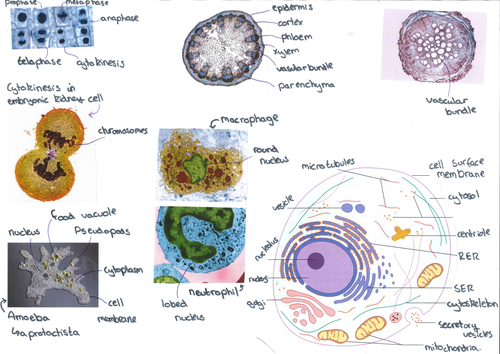 AS Biology Microscope Images