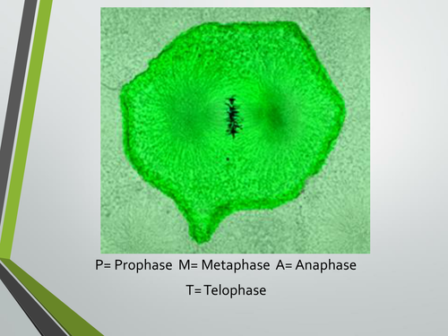 Cell cycle and mitotic index lesson. A level Biology, AQA 7401/7402